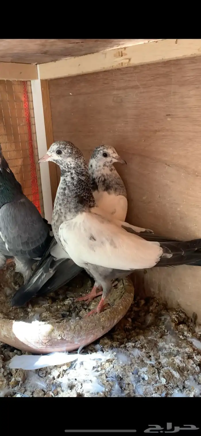 حمام باكستاني 1