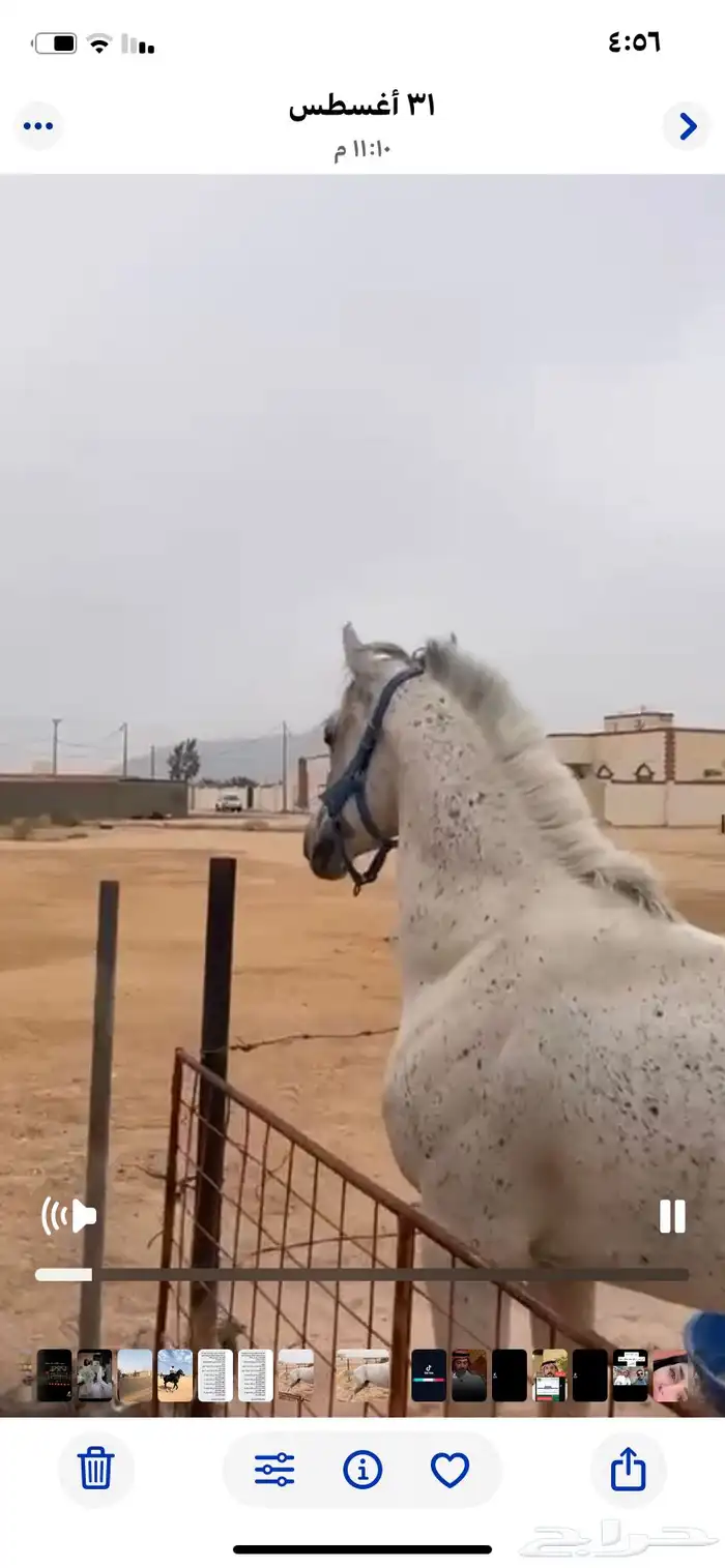 حصان شعبي حار سليم من إلا مراض كان موتر وسلم 0