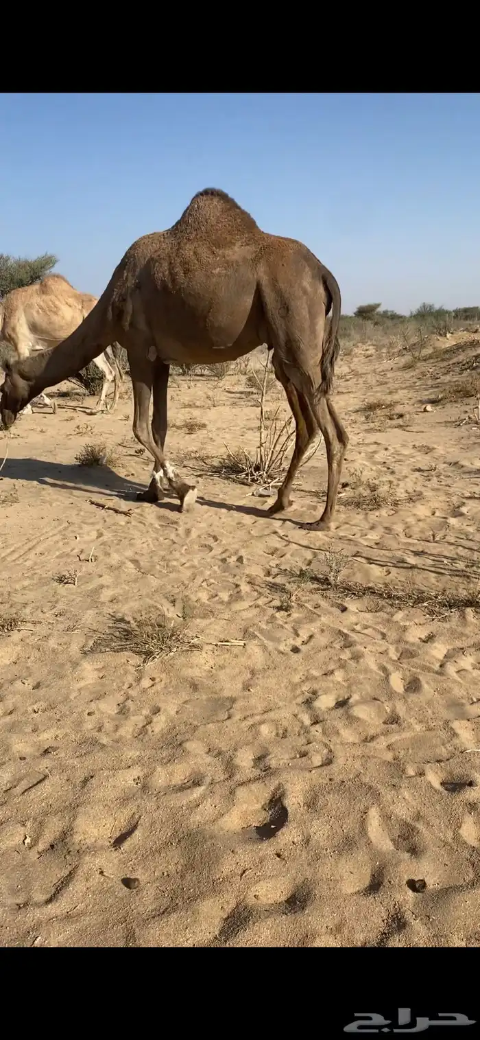 ناقه ملاقي 0