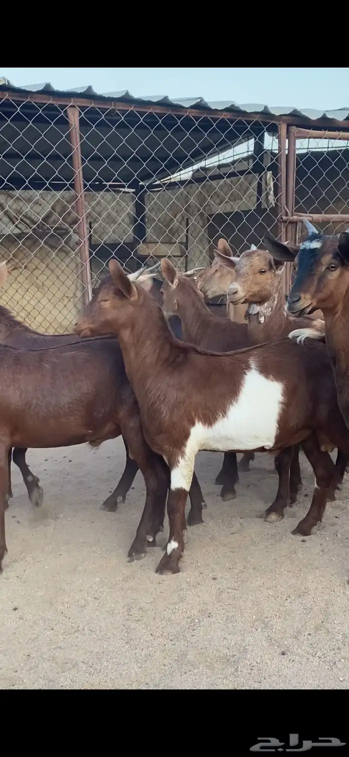 15 تيس كفو كفو مقفله شحم 0