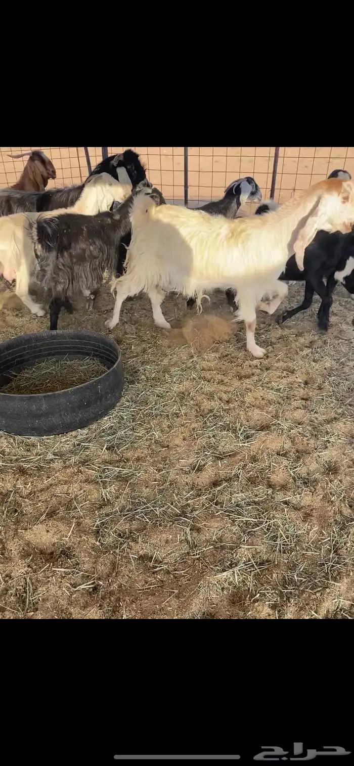 معزا مضاريع ودفيع 1