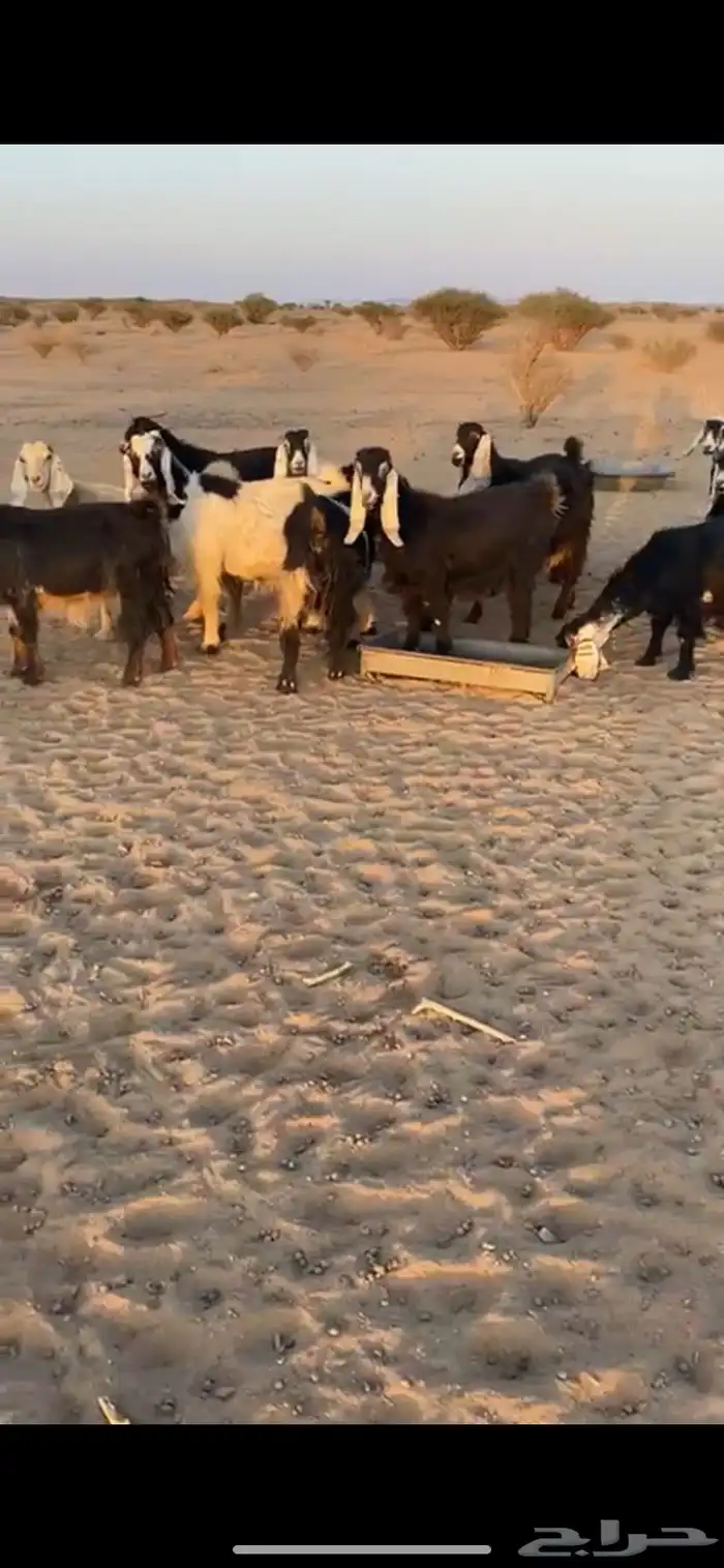 معزا تم البيع اضغط متابعه يصلك كل جديد 1