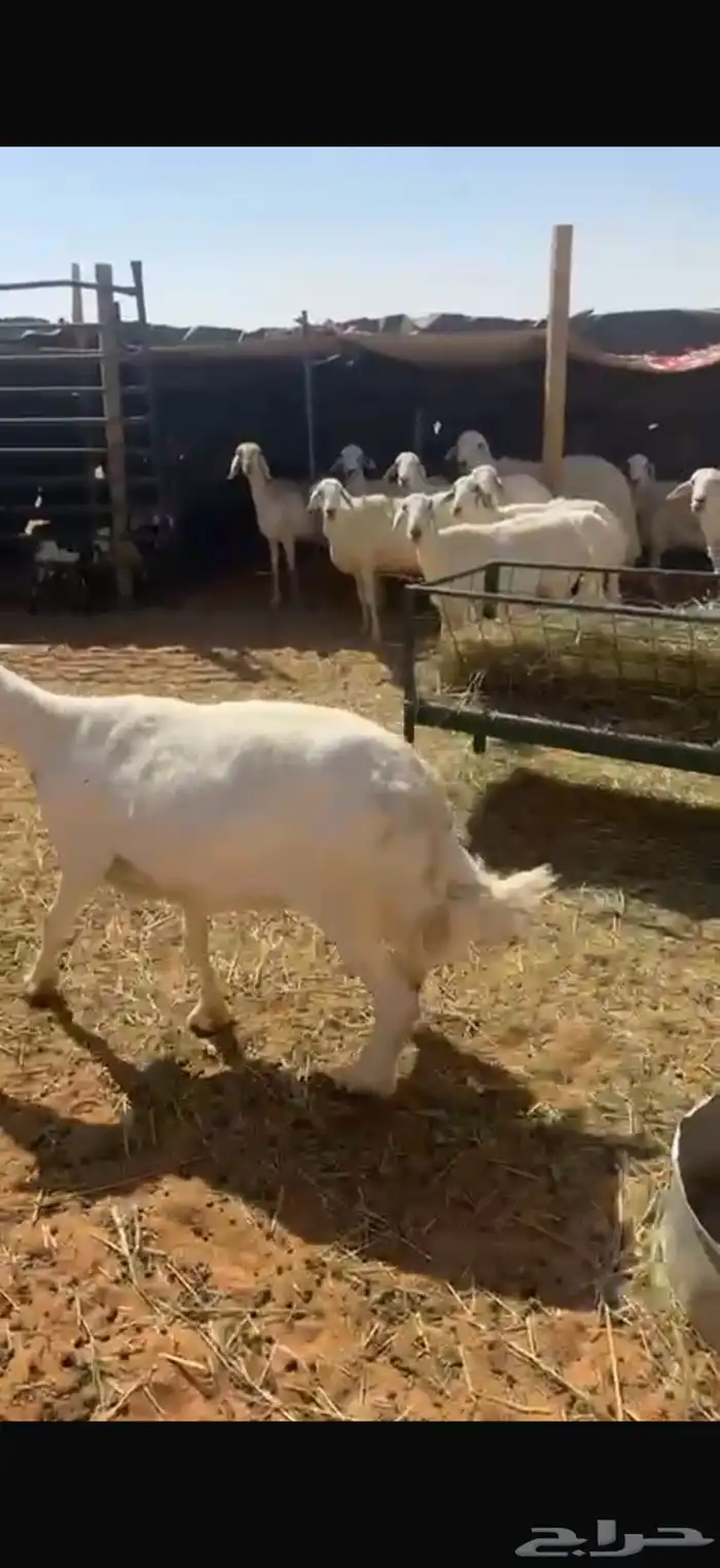 حريات العدد 15 5