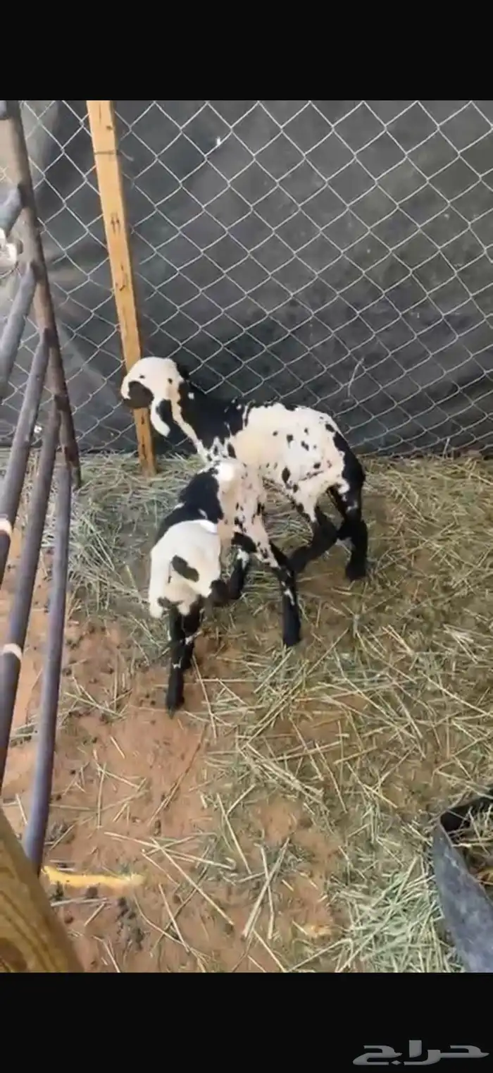 حريات العدد 15 3