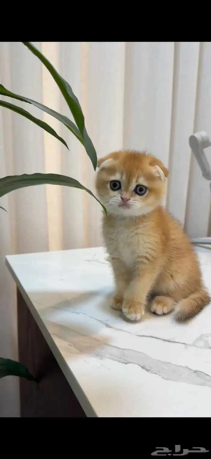 سكوتش فولد ny12 ( متوفر تابي ) 0