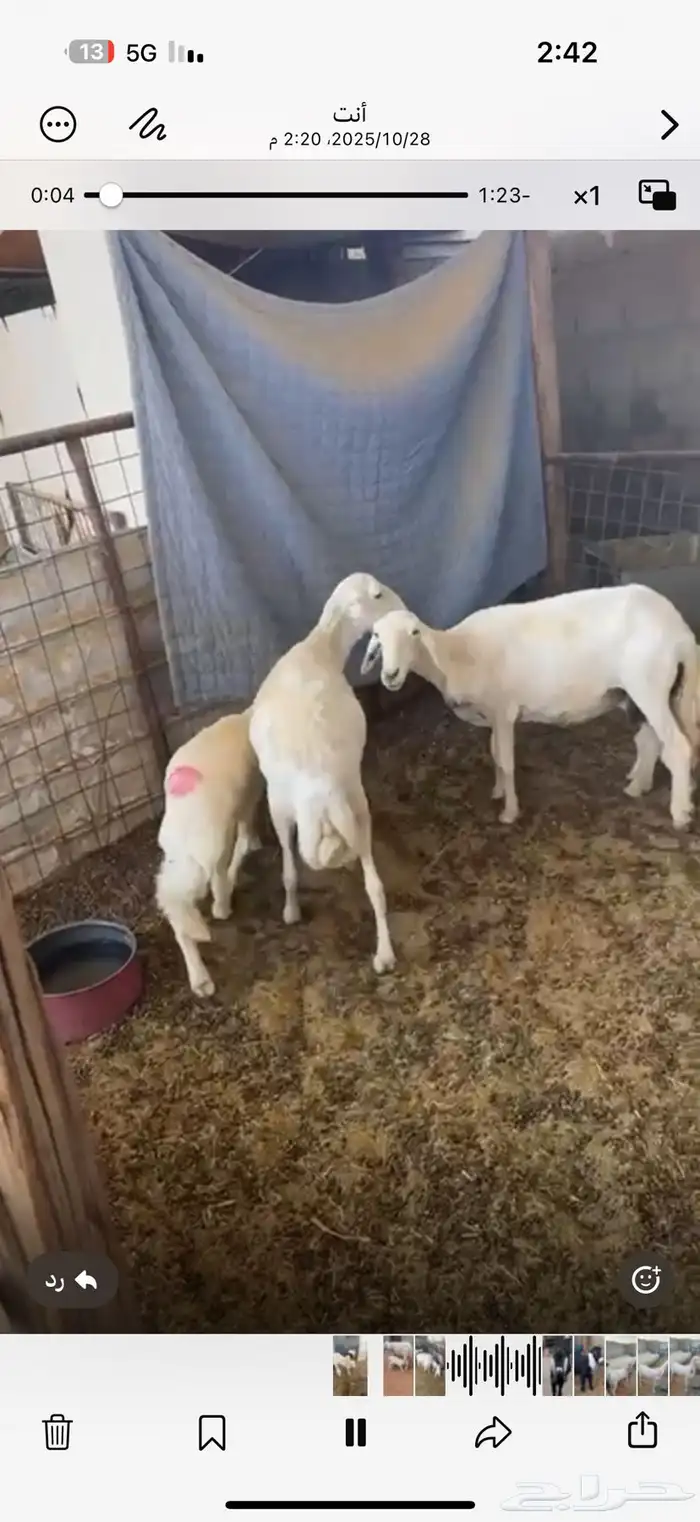غنم حريات طيبه نضيف شرط ديوس سليمه خلفات 3