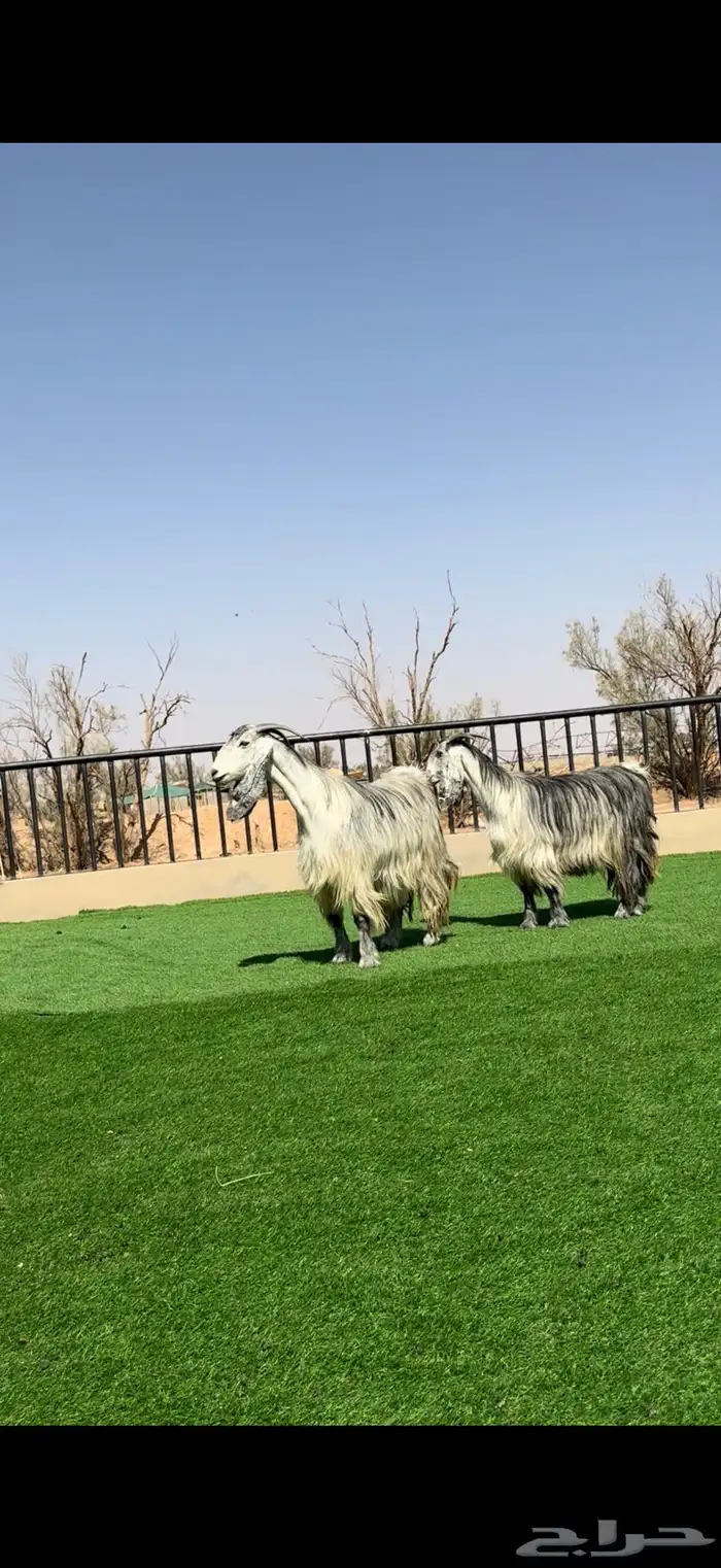 معزا مصريات شهب مضاريع 3