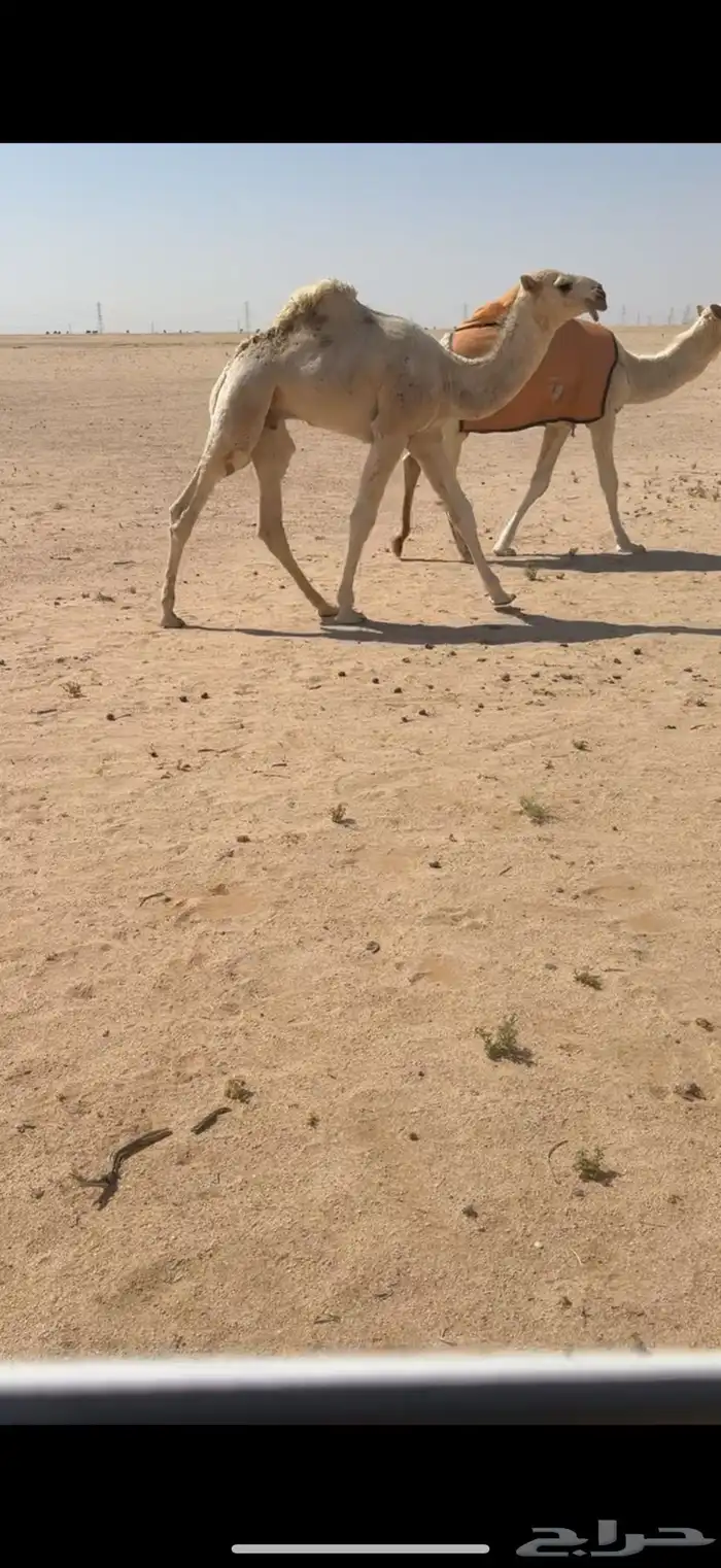 قعود العمر 6 شهور الدوادمي 2