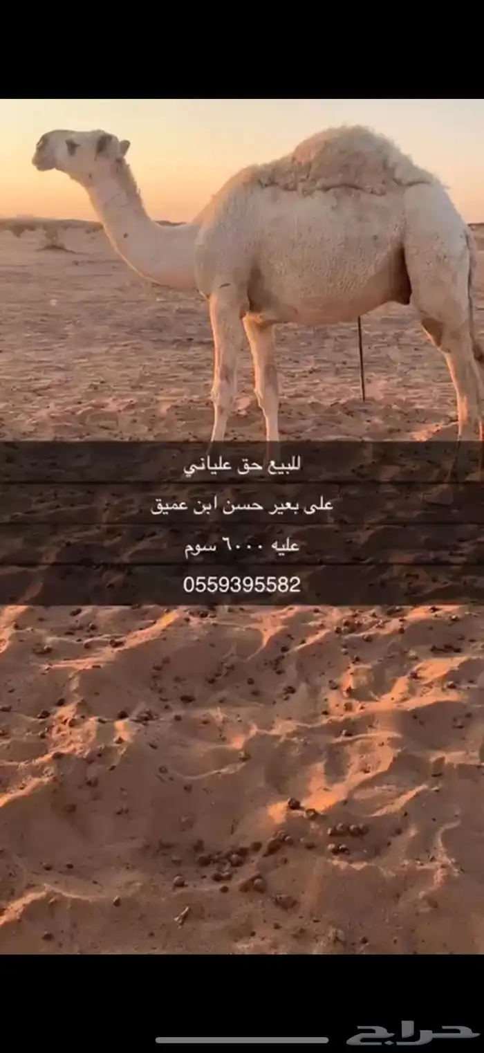 للبيع حق علياني 1