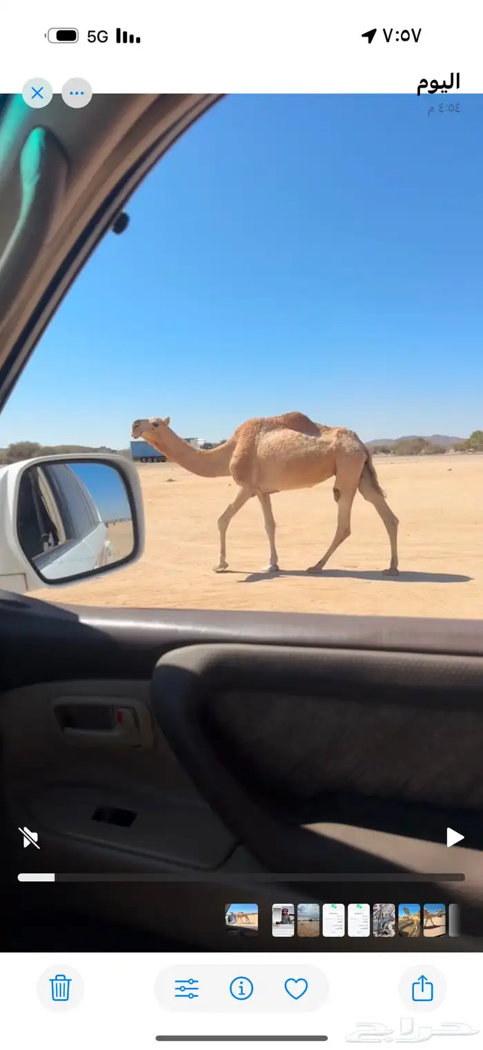 للبيع ضروبه شقحاء 2