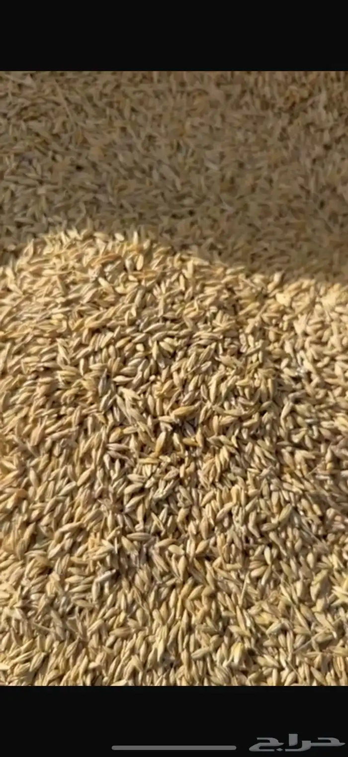 شعير بلدي 0