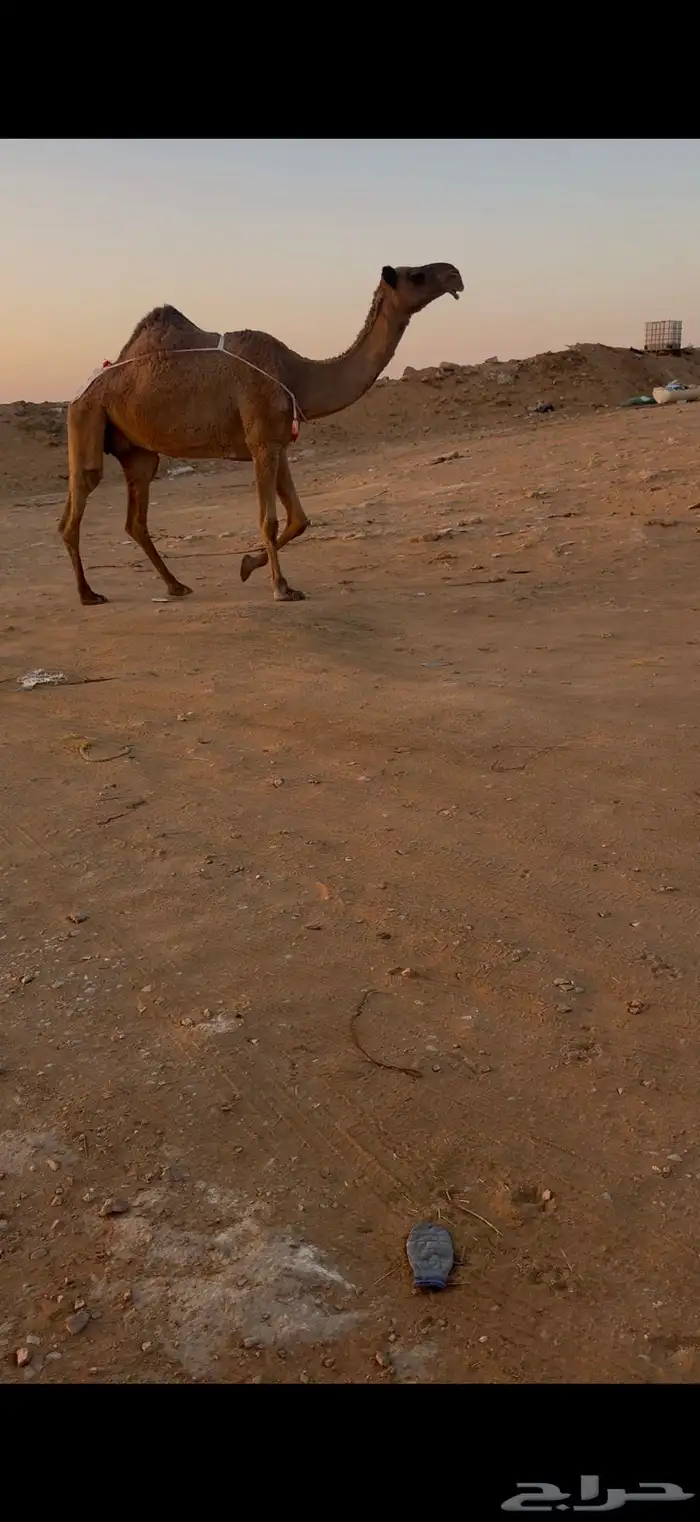 عشرا مبيوع ولدها 1