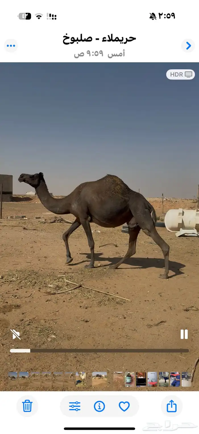 ناقتين المجهم حول الشهر وتلاقي والوضحي شهرين اوتزود وتلاقي 3