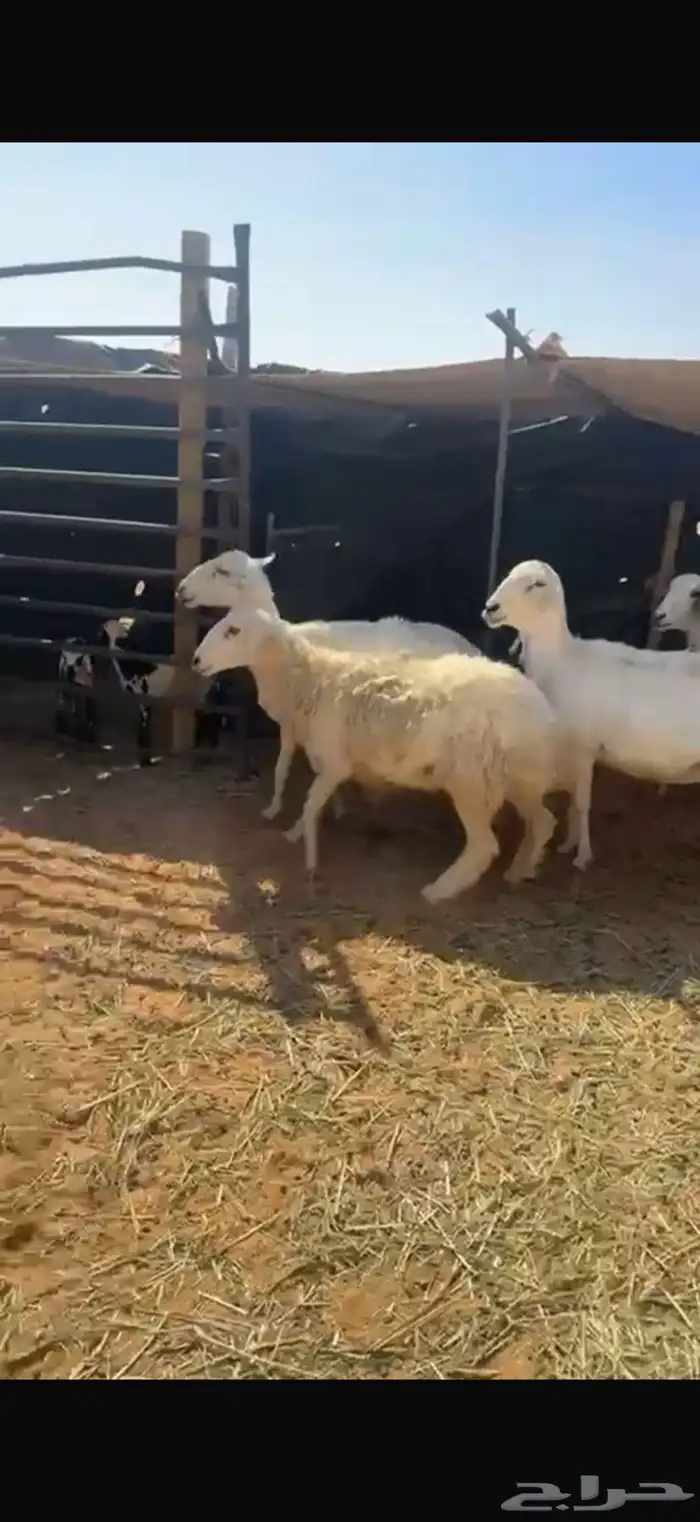 حريات العدد 15 10