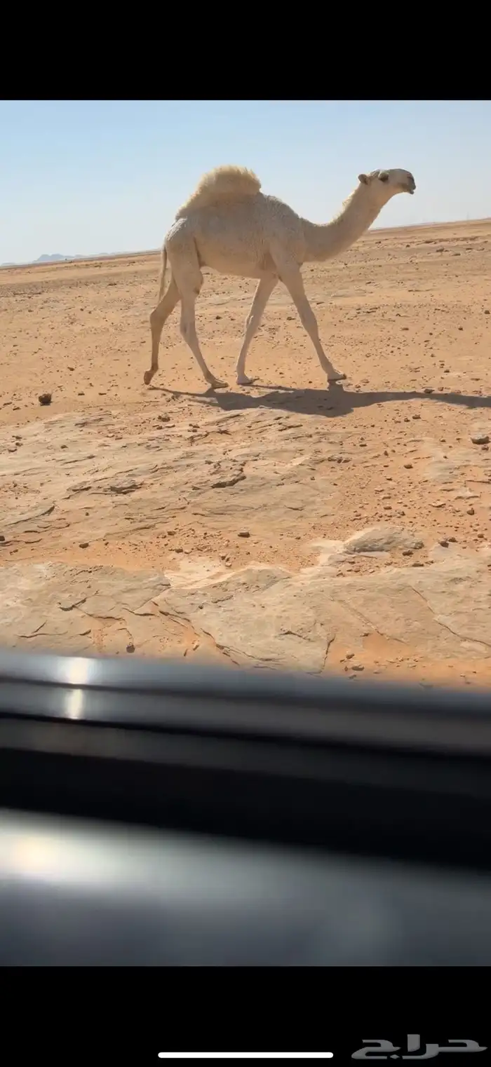 قعود رماني 1