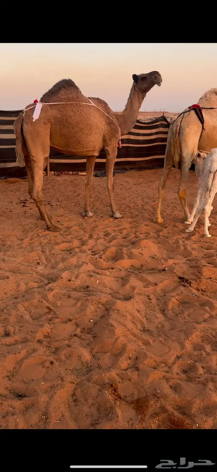 عشرا مبيوع ولدها 0