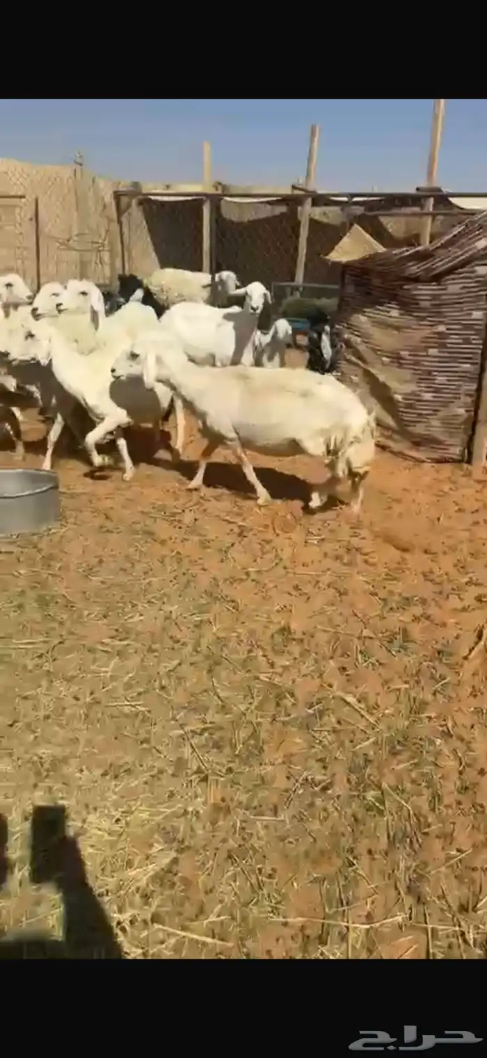 حريات العدد 15 0