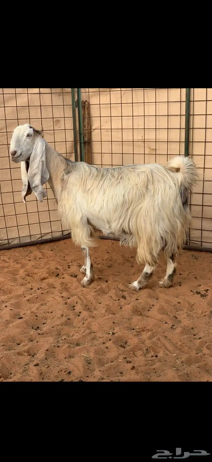 عنز مصريه حاصب 0