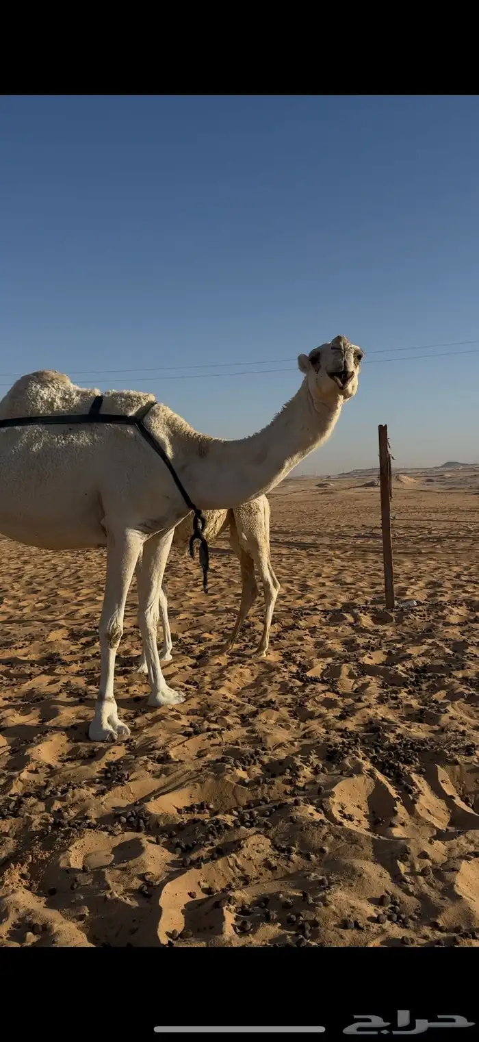 عشرا وضحى تحتها قعود كفو على مذخور 0