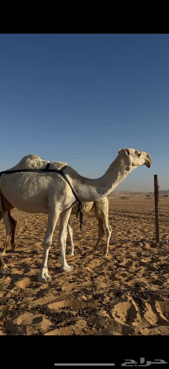 عشرا وضحى تحتها قعود كفو على مذخور 1