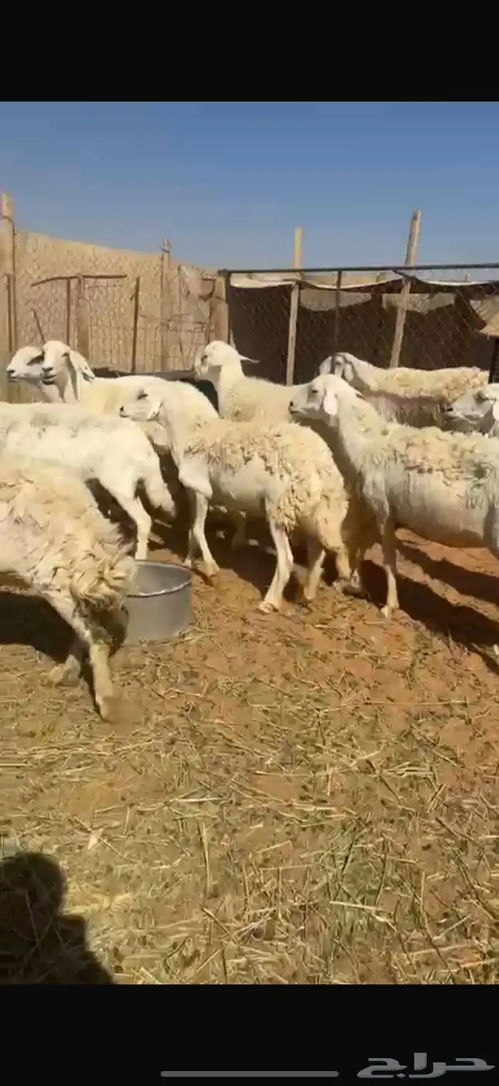 حريات العدد 15 1