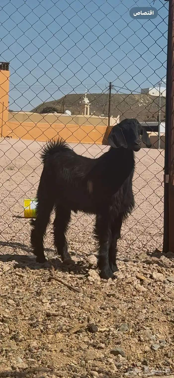 تيس مخصي عمره سبع شهور سمين الحد1150 3