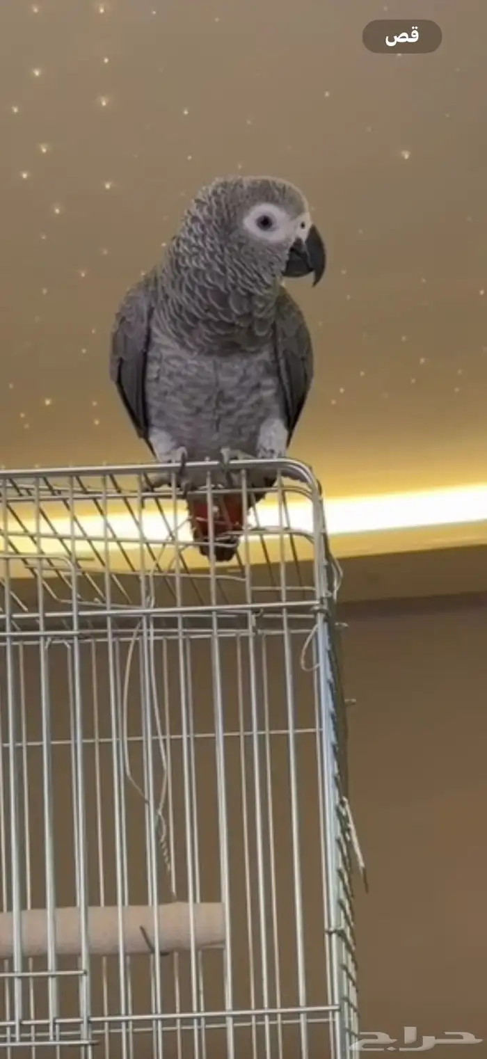 ببغاء مفقود حي الملك فهود 0