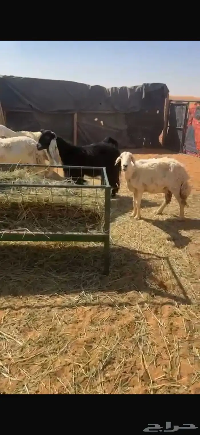 حريات العدد 15 8