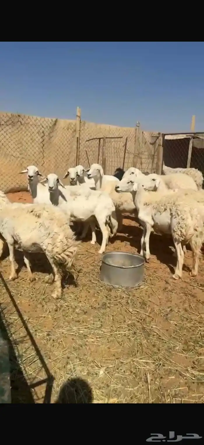 حريات العدد 15 11