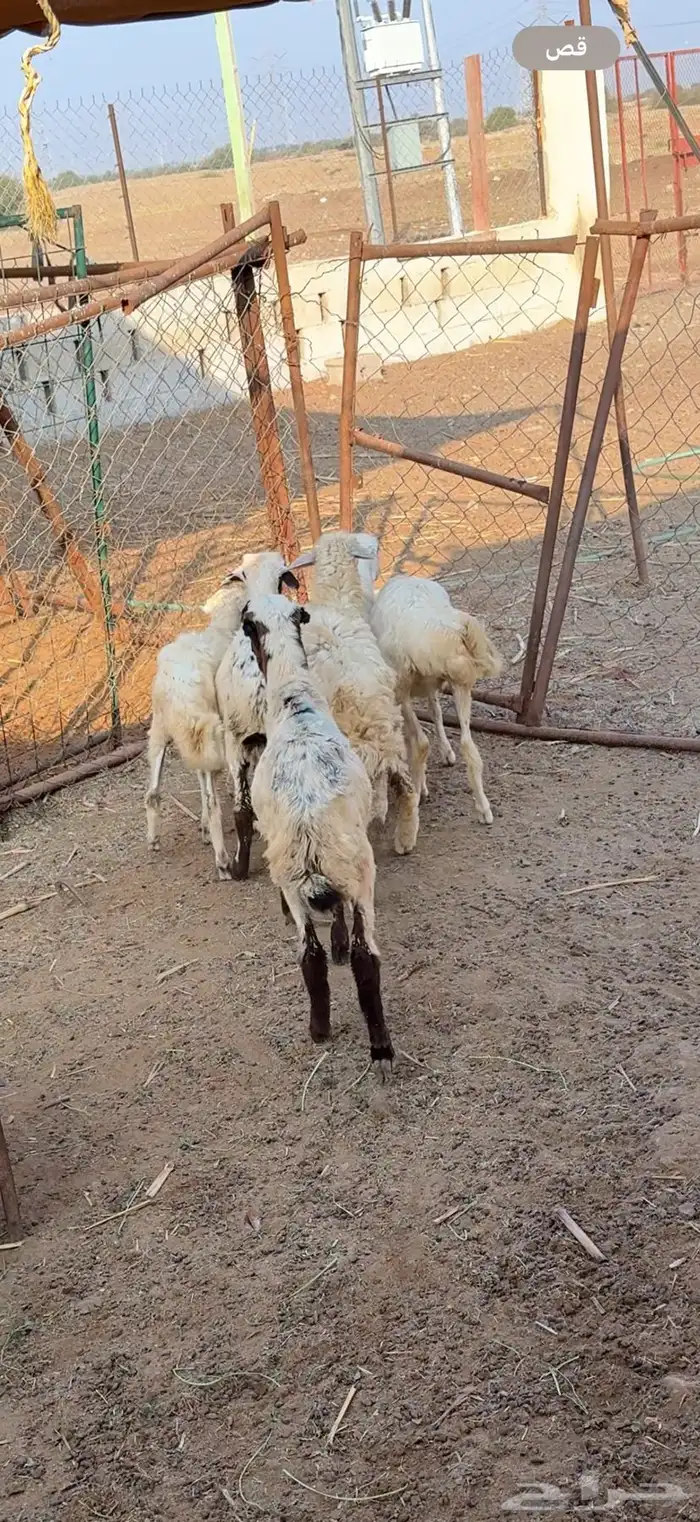 3كباشه 3ورخل 2