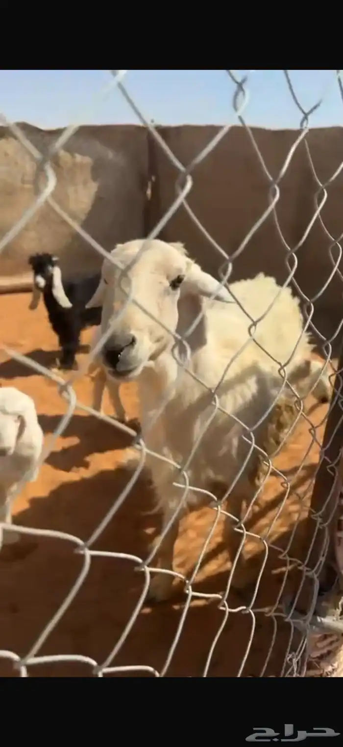 حريات العدد 15 6