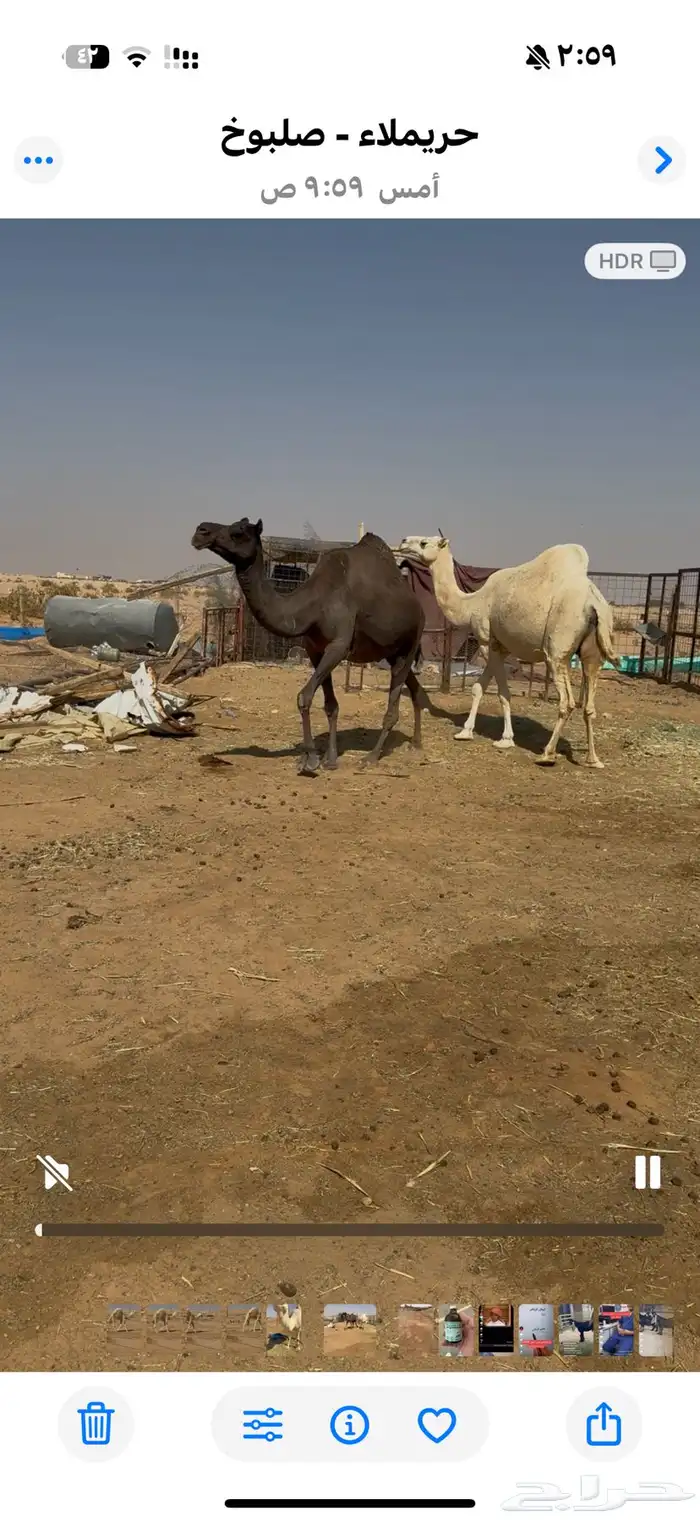 ناقتين المجهم حول الشهر وتلاقي والوضحي شهرين اوتزود وتلاقي 5