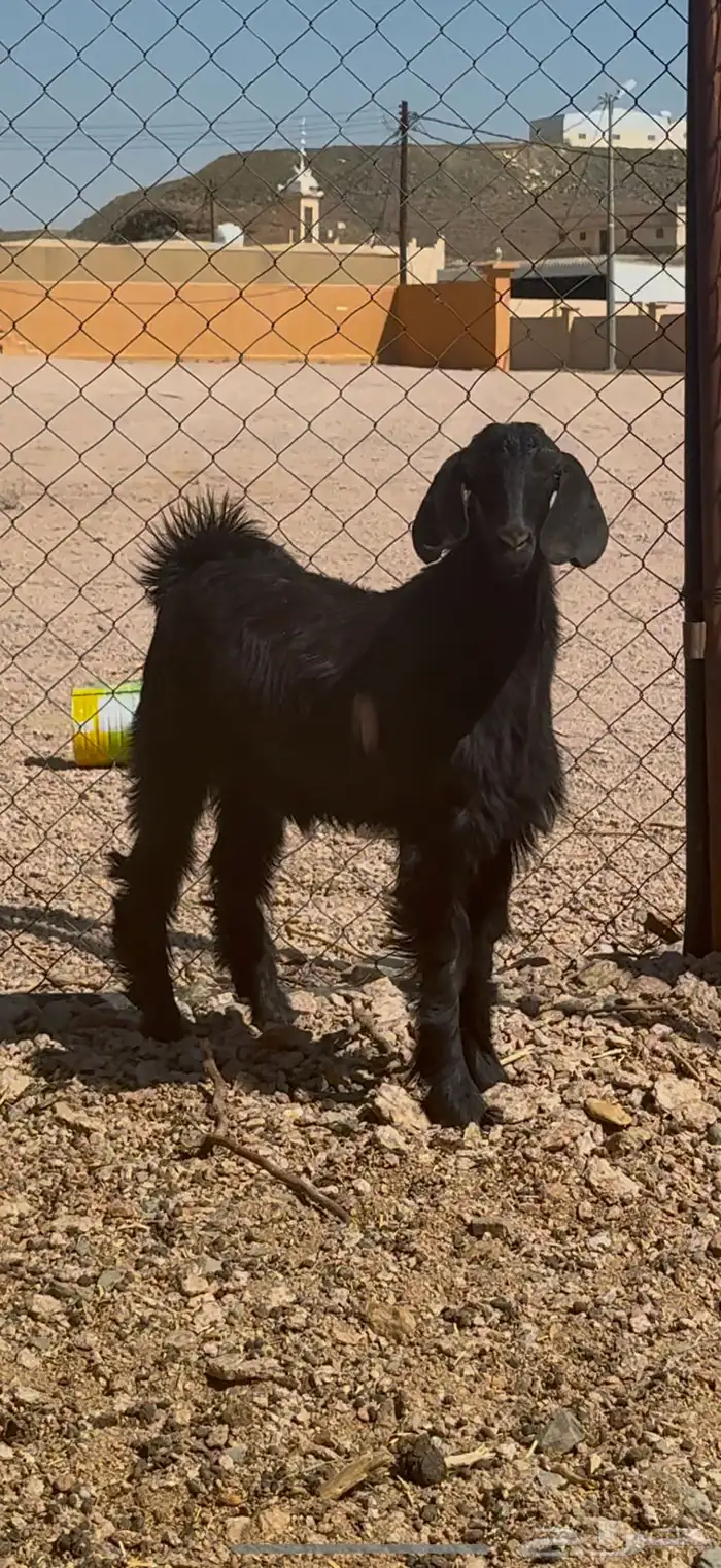 تيس مخصي عمره سبع شهور سمين الحد1150 2