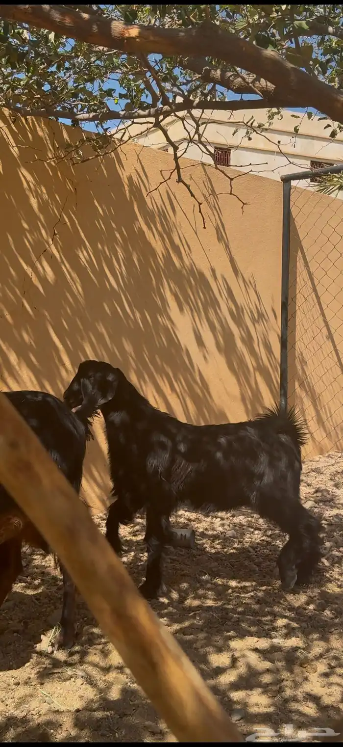 تيس مخصي عمره سبع شهور سمين الحد1150 4