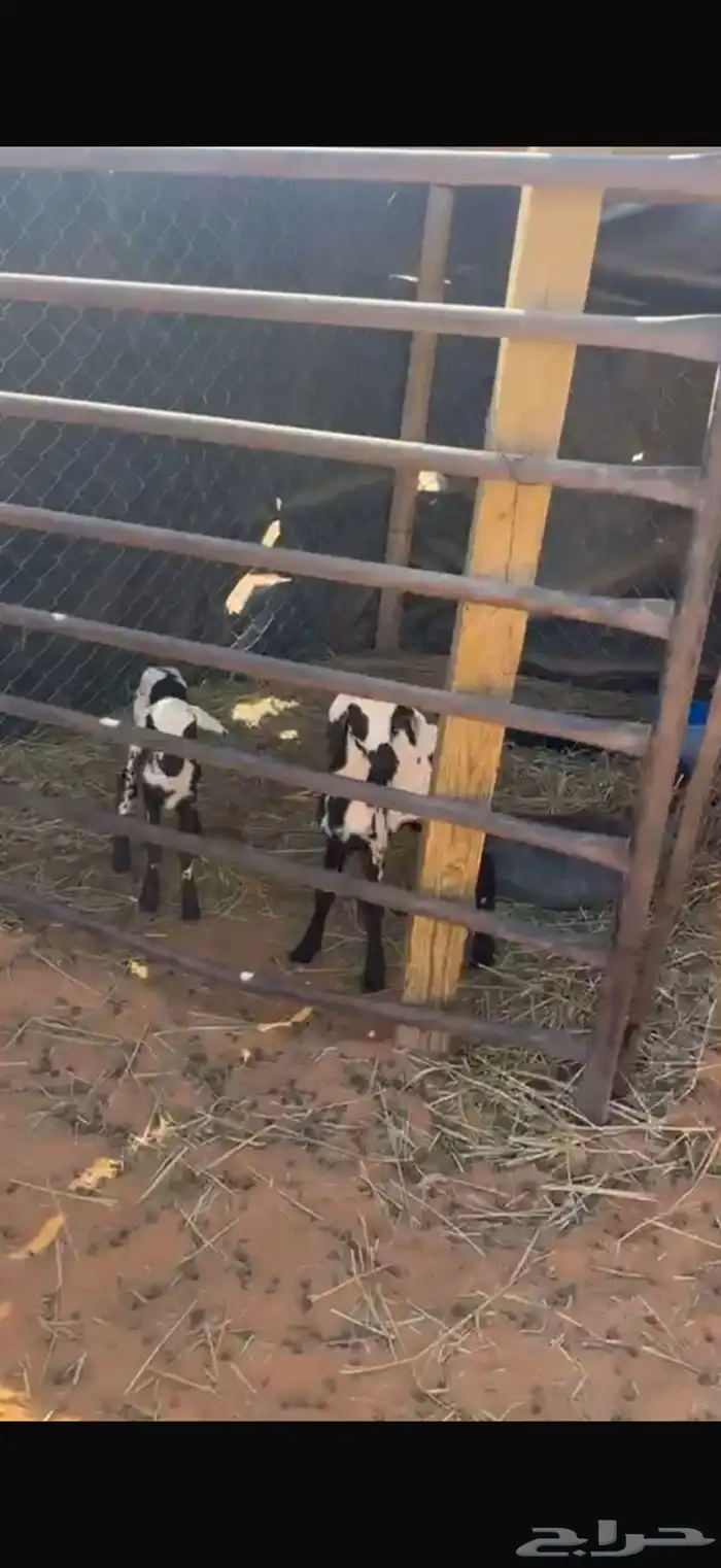 حريات العدد 15 7