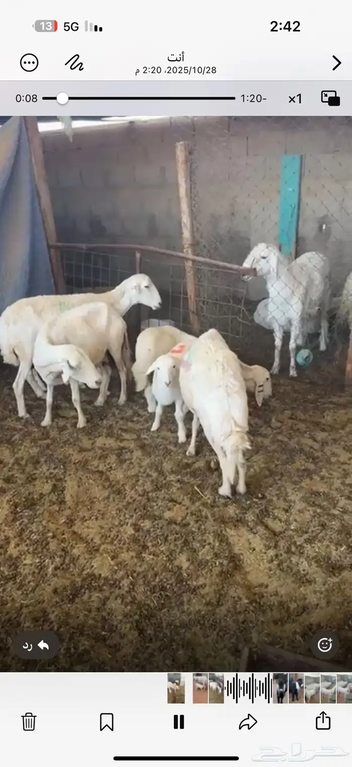 غنم حريات طيبه نضيف شرط ديوس سليمه خلفات 0