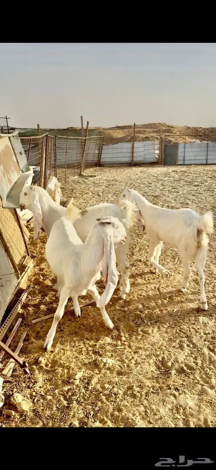 جفار صنف فاخره 1