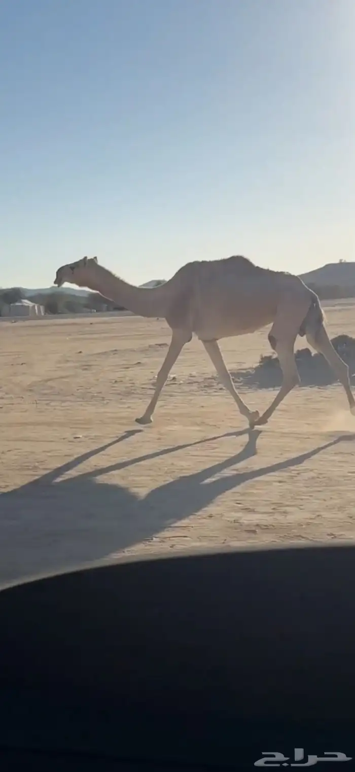 للبيع ضروبه شقحاء 1