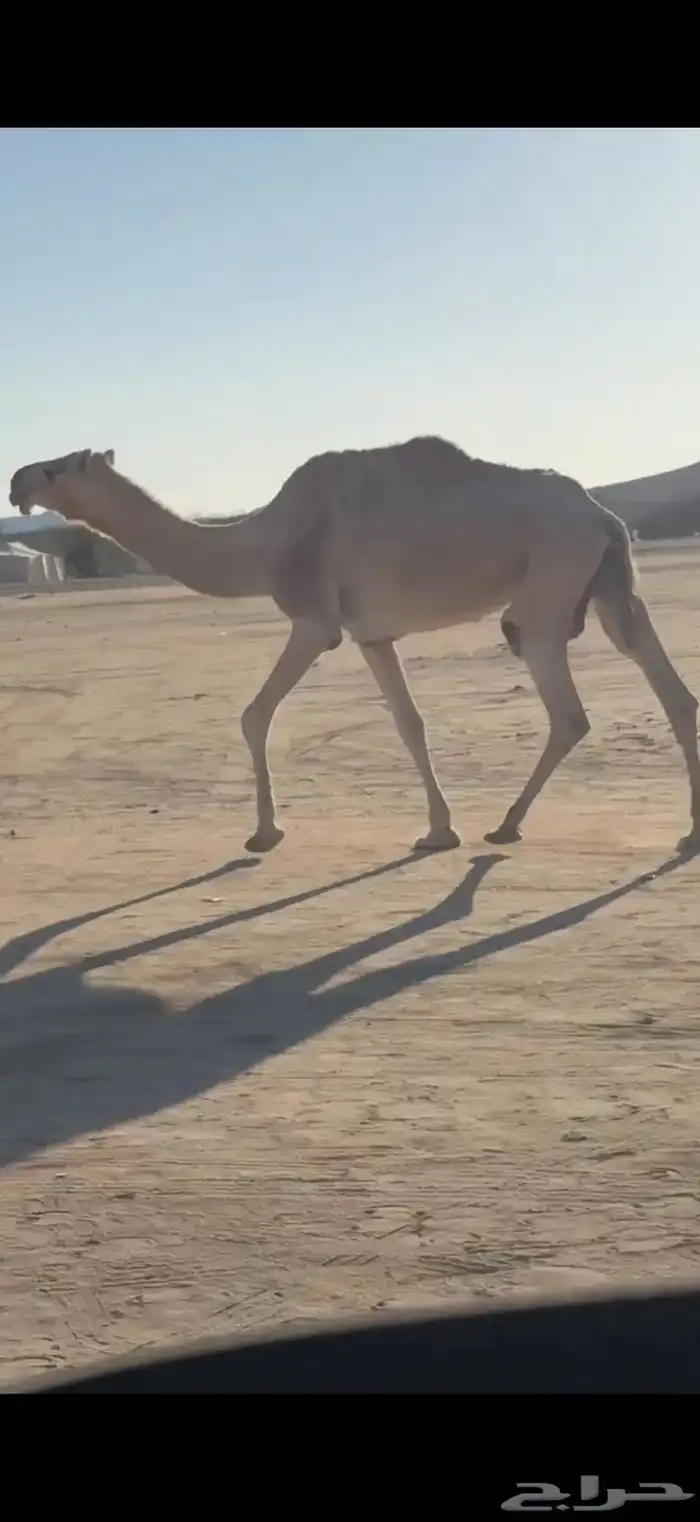 للبيع ضروبه شقحاء 0