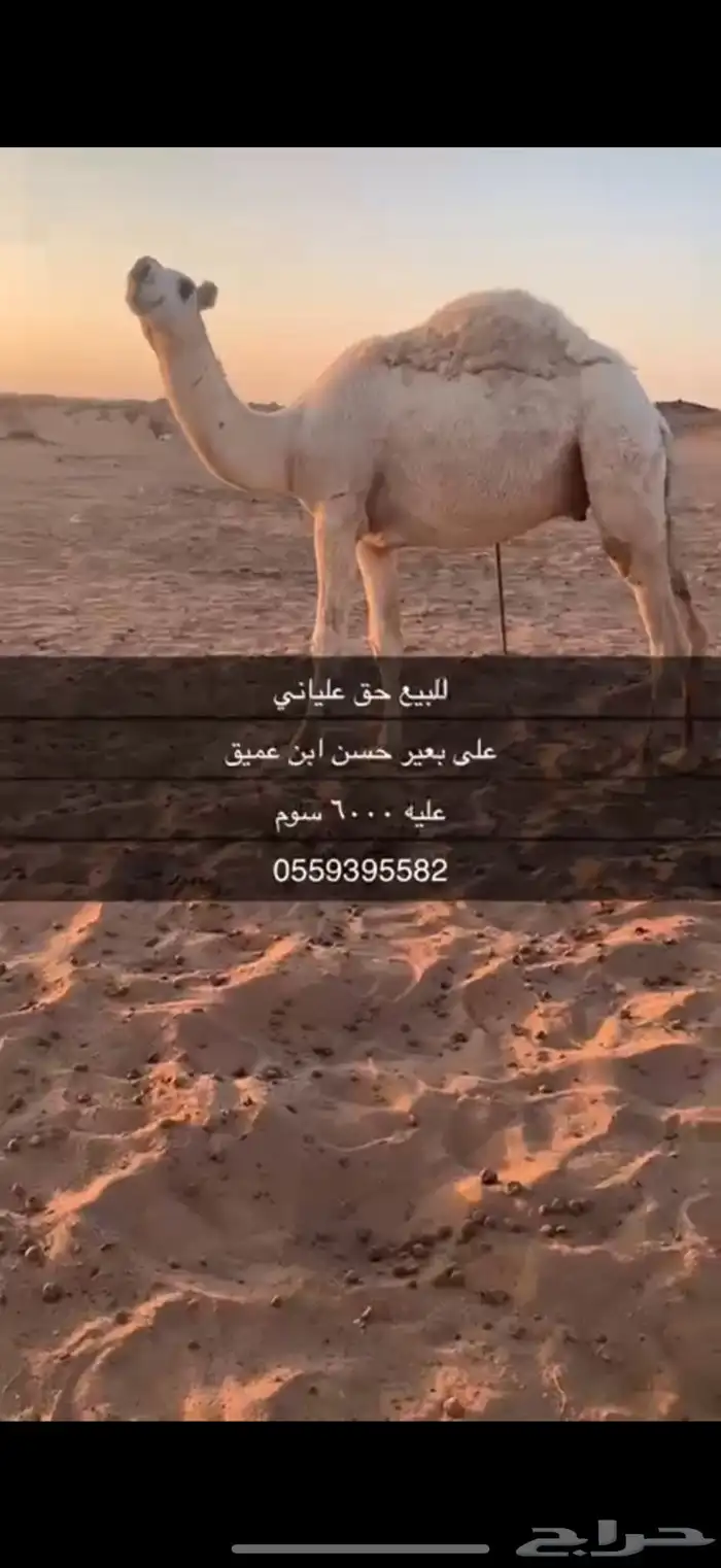 للبيع حق علياني 2