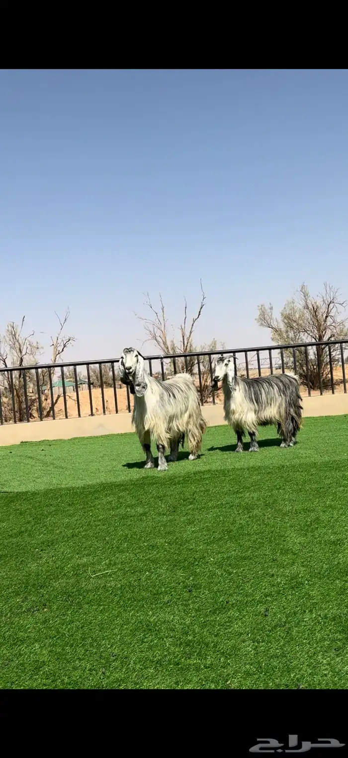 معزا مصريات شهب مضاريع 0