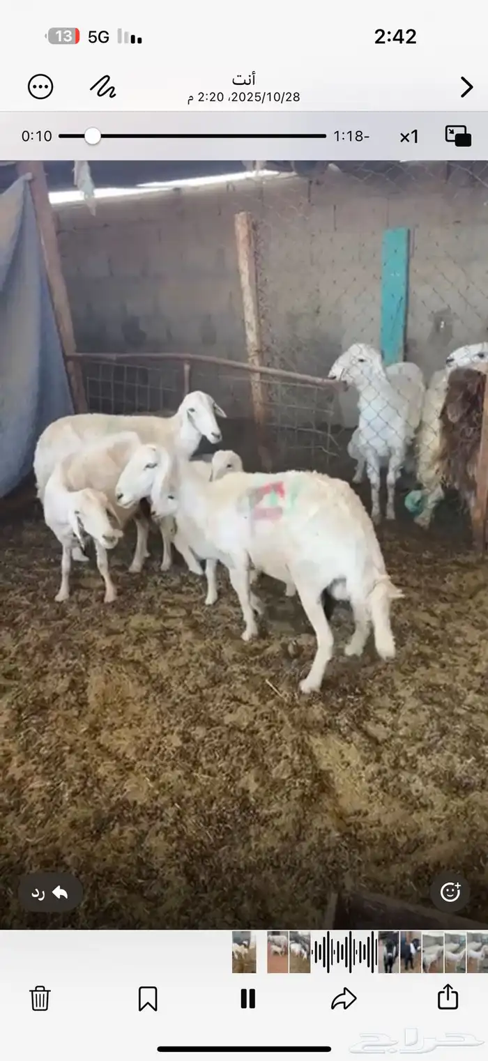 غنم حريات طيبه نضيف شرط ديوس سليمه خلفات 1