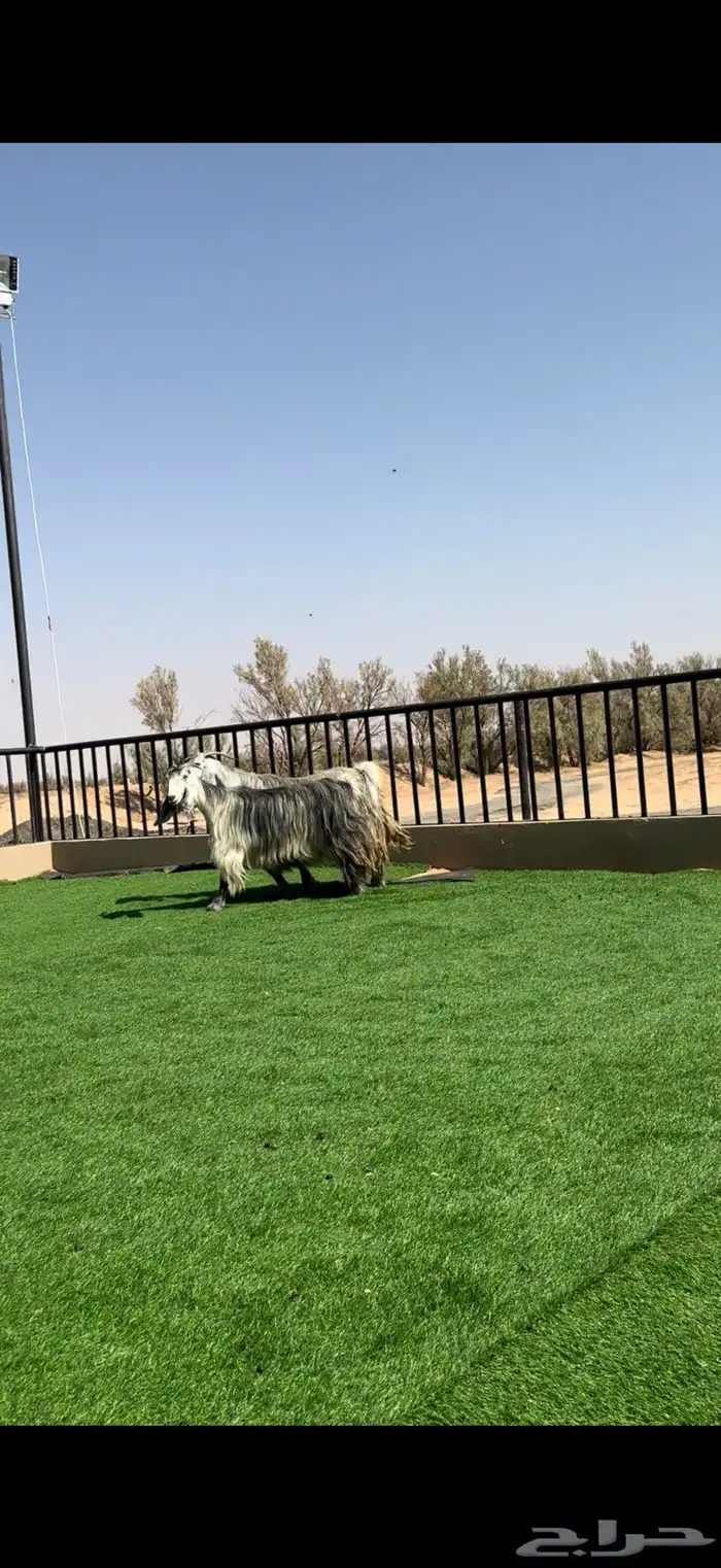 معزا مصريات شهب مضاريع 5