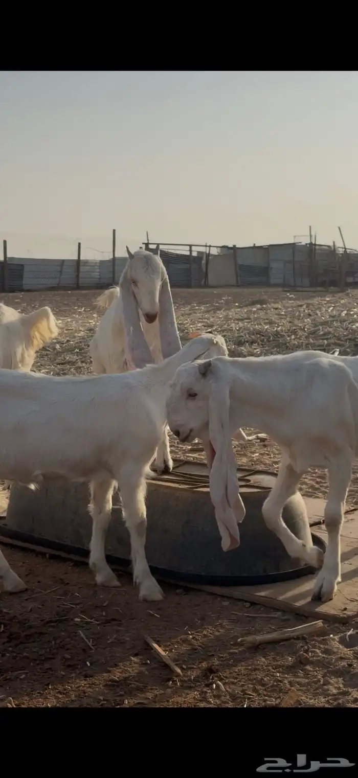 جفار صنف فاخره 7