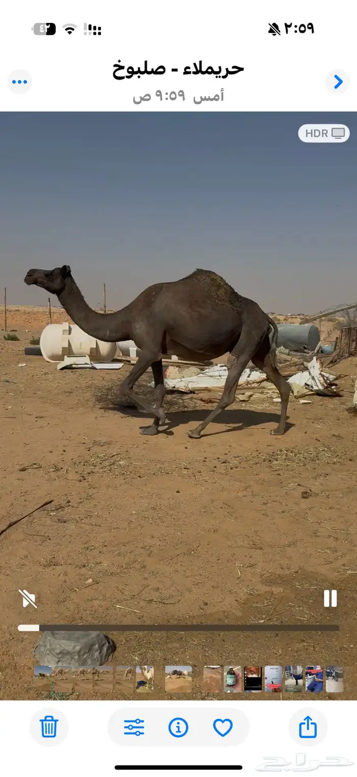 ناقتين المجهم حول الشهر وتلاقي والوضحي شهرين اوتزود وتلاقي 4