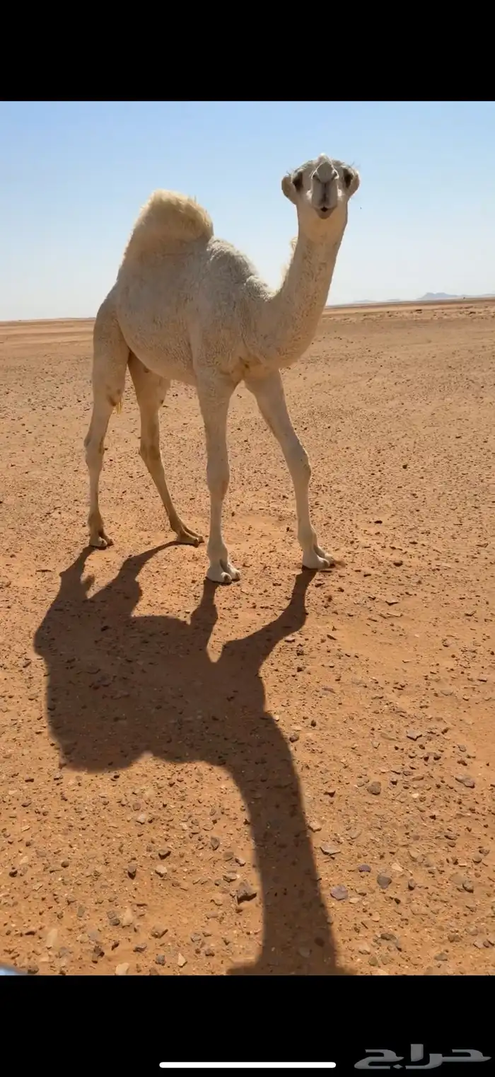 قعود رماني 0