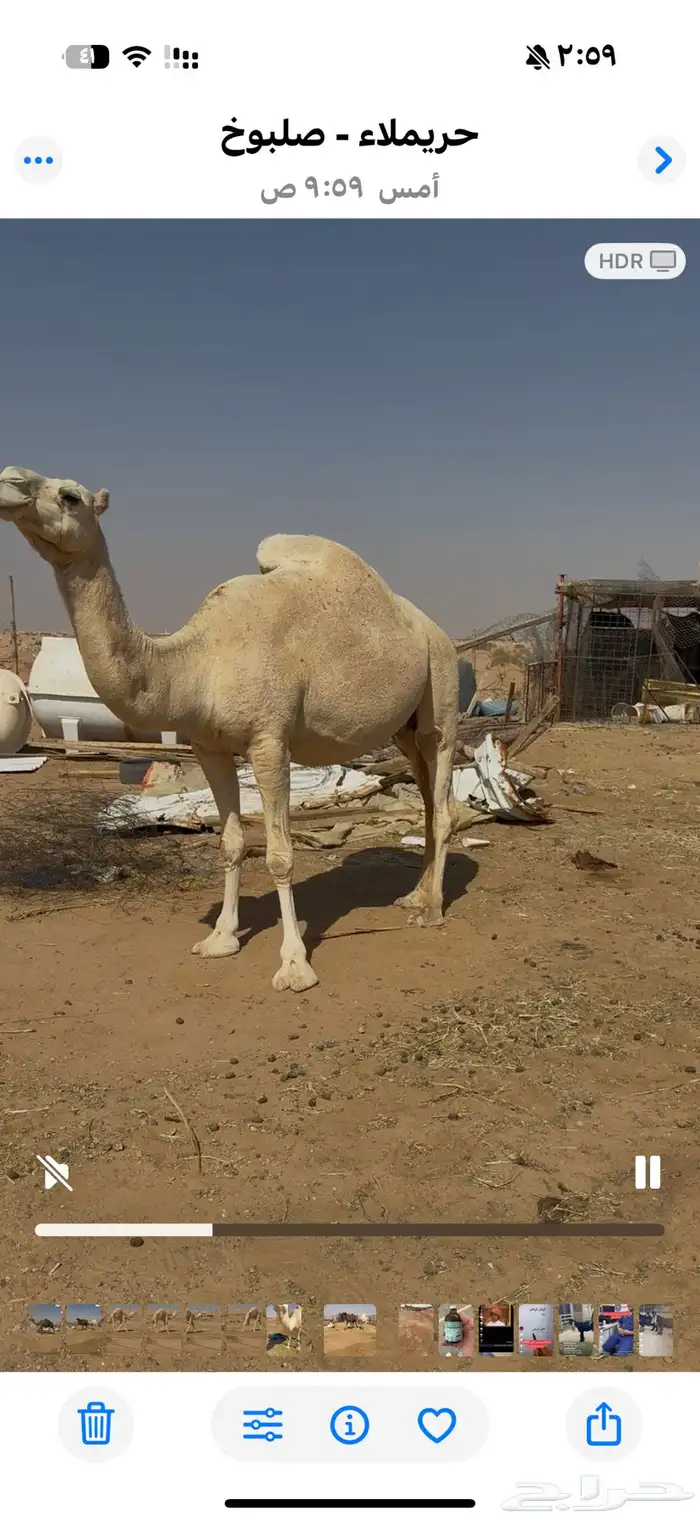 ناقتين المجهم حول الشهر وتلاقي والوضحي شهرين اوتزود وتلاقي 1