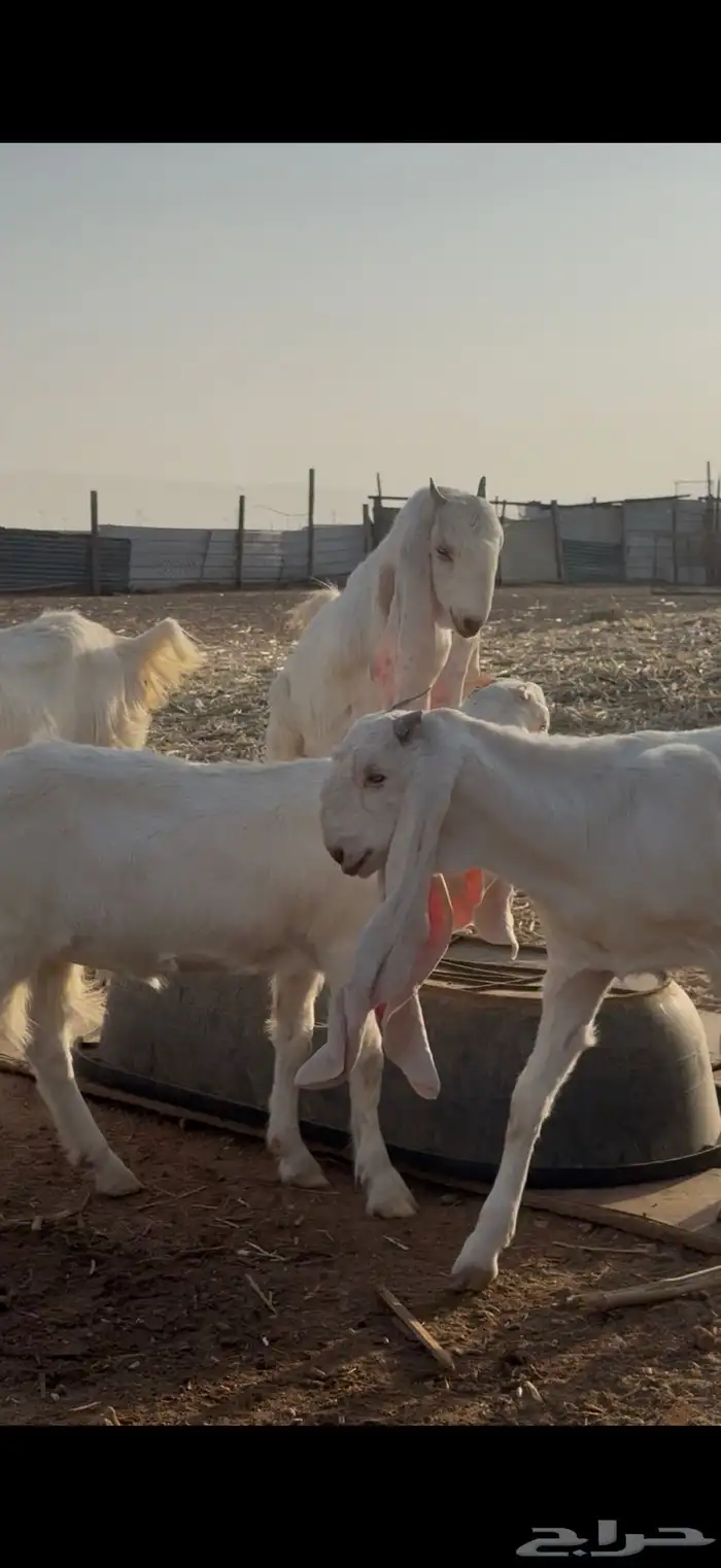 جفار صنف فاخره 4