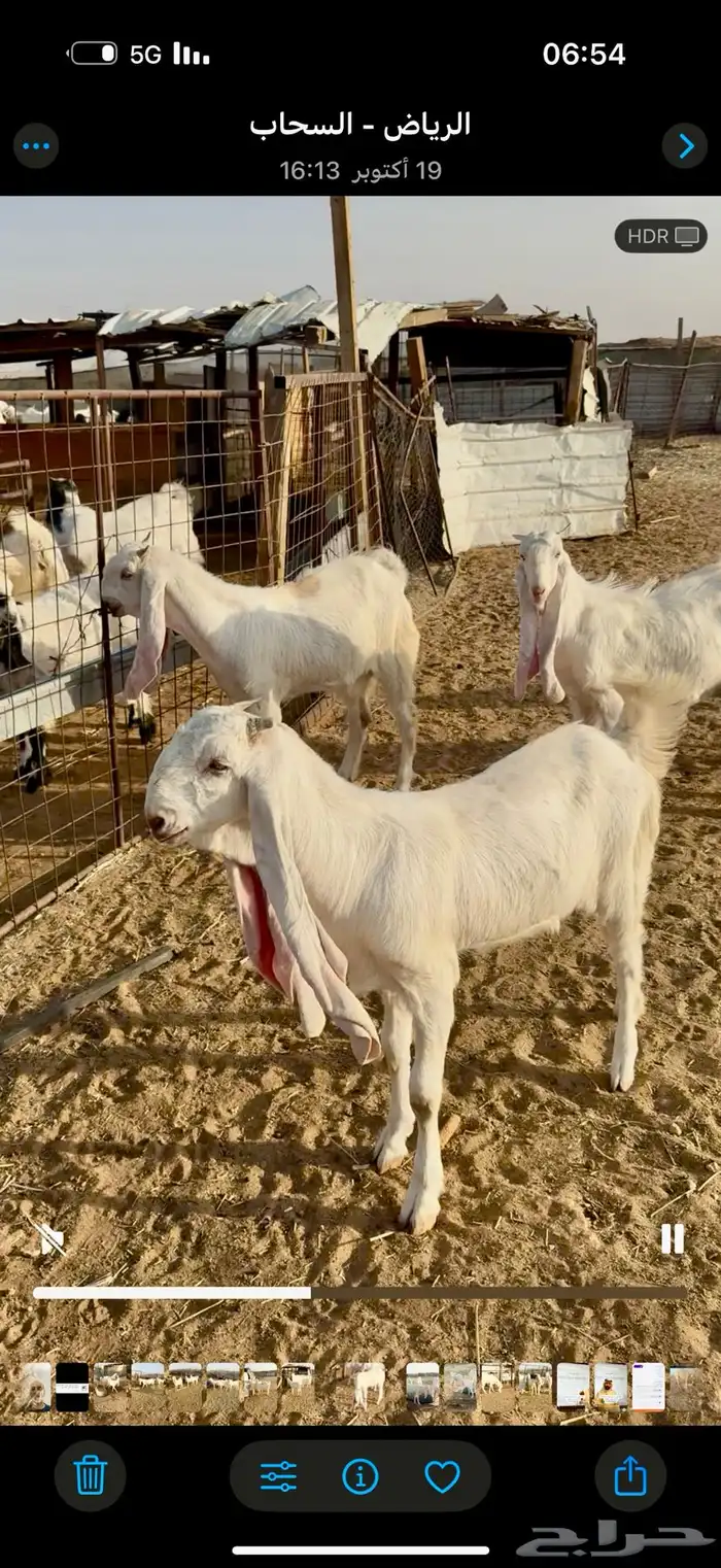 جفار صنف فاخره 2