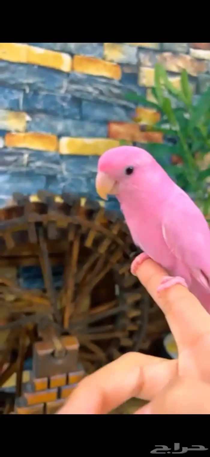 طيور روز اليفه جدا 0